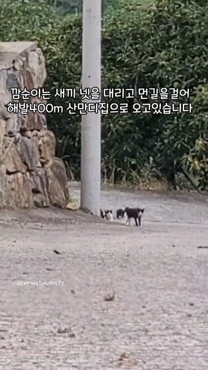gimsuh3 게시물 이미지: 집을 지어 줬더니 새끼들까지 전부 대리고온 길고양이 #길냥이#새끼고양이#개냥이와산골이야기