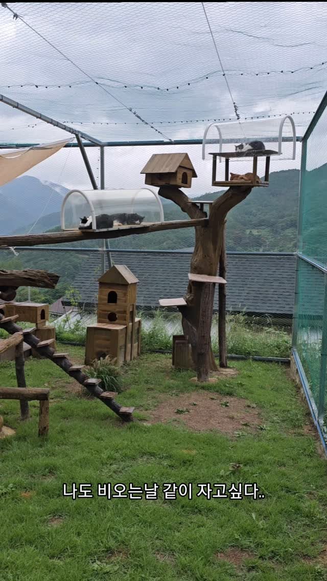 gimsuh3 게시물 이미지: 빗소리들으며 자는 저기분은 어떨까? 

#...