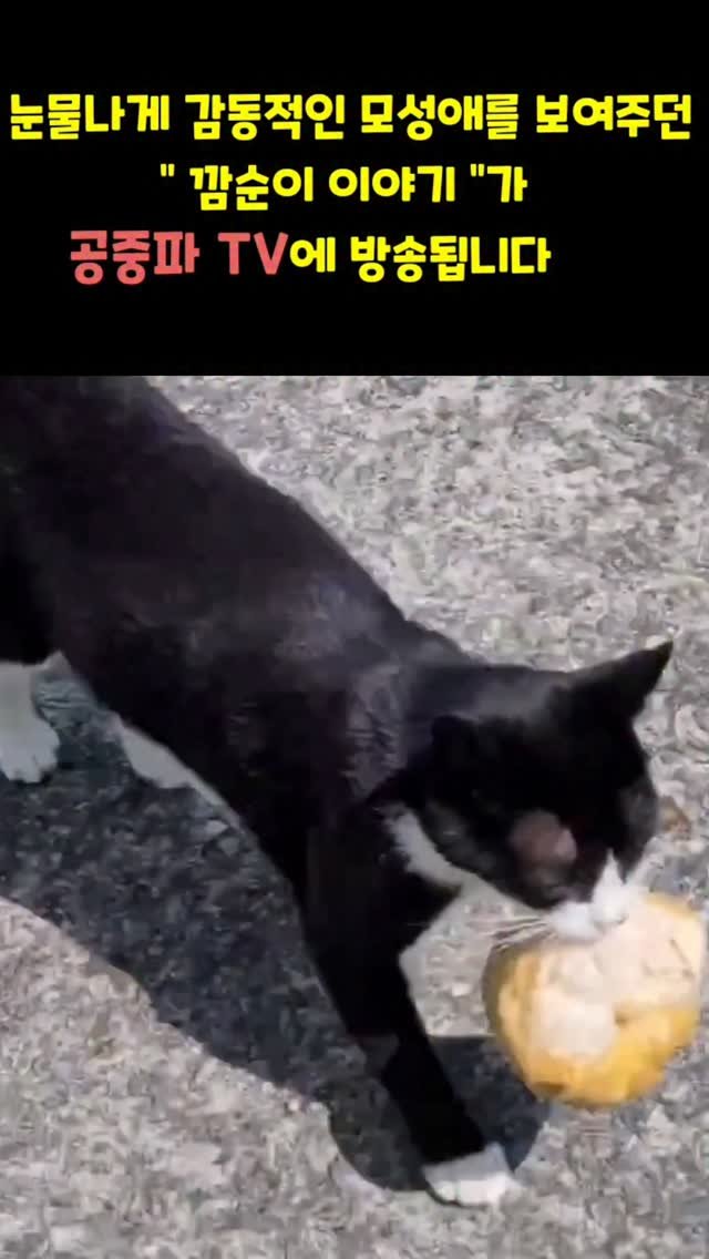 gimsuh3 게시물 이미지: ⭐️누적1,000만조회수⭐️깜순이이야기가 공중파TV에 방송됩니다.

🔶️12월 5일...