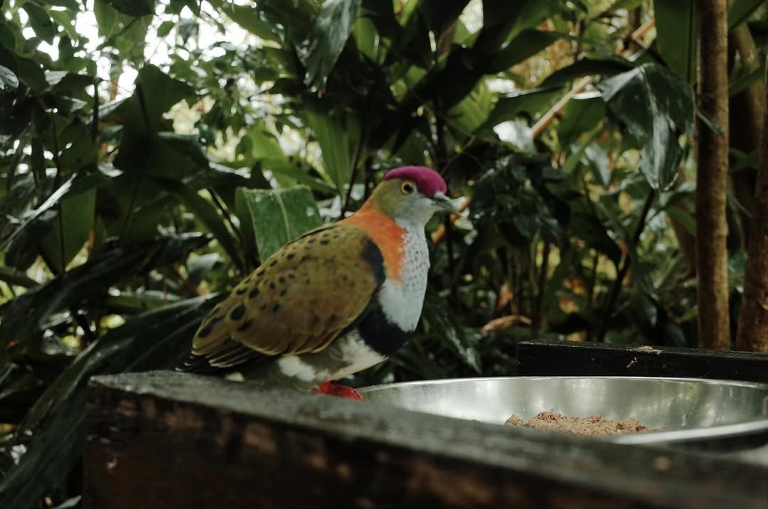 Photo by 기리보이 WSH on November 21, 2025. May be an image of mourning dove and text.