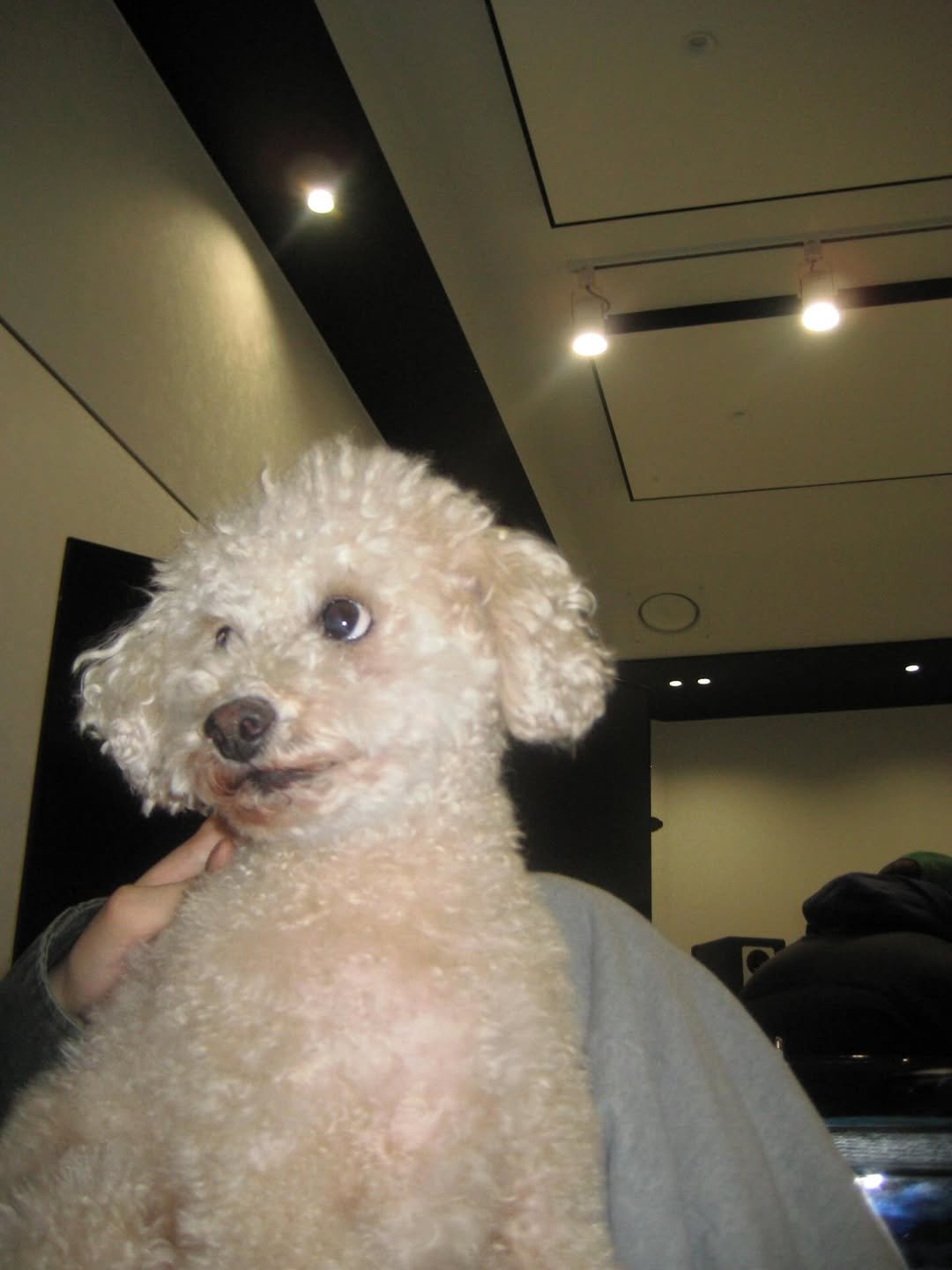 Photo by 기리보이 WSH on January 20, 2026. May be an image of dog and text.