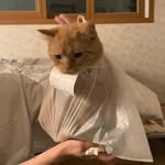 cwooc_ 프로필 사진