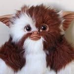 gizmo_kr_ 인스타그램 프로필 사진