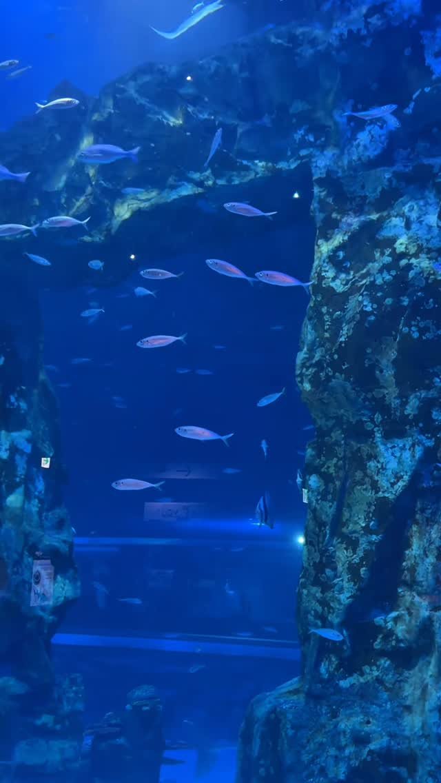 gleam.hui 게시물 이미지: 🐠🐟🐡