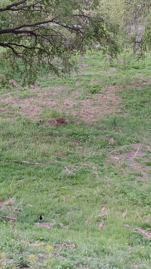 gmeum29 게시물 이미지: 봄이 되니 산책길에 마주치는 동식물이 많아졌어요. 궁금한 나무나 풀꽃을 보면...