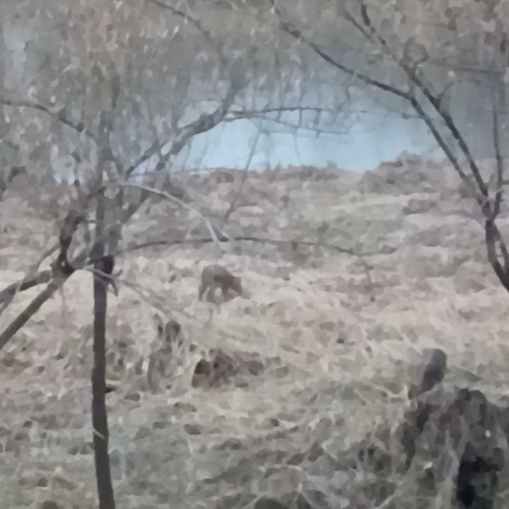 gmeum29 게시물 이미지: 오늘 아침 탄천에서는 고라니 가족을 만났습니다. 여러 마리...