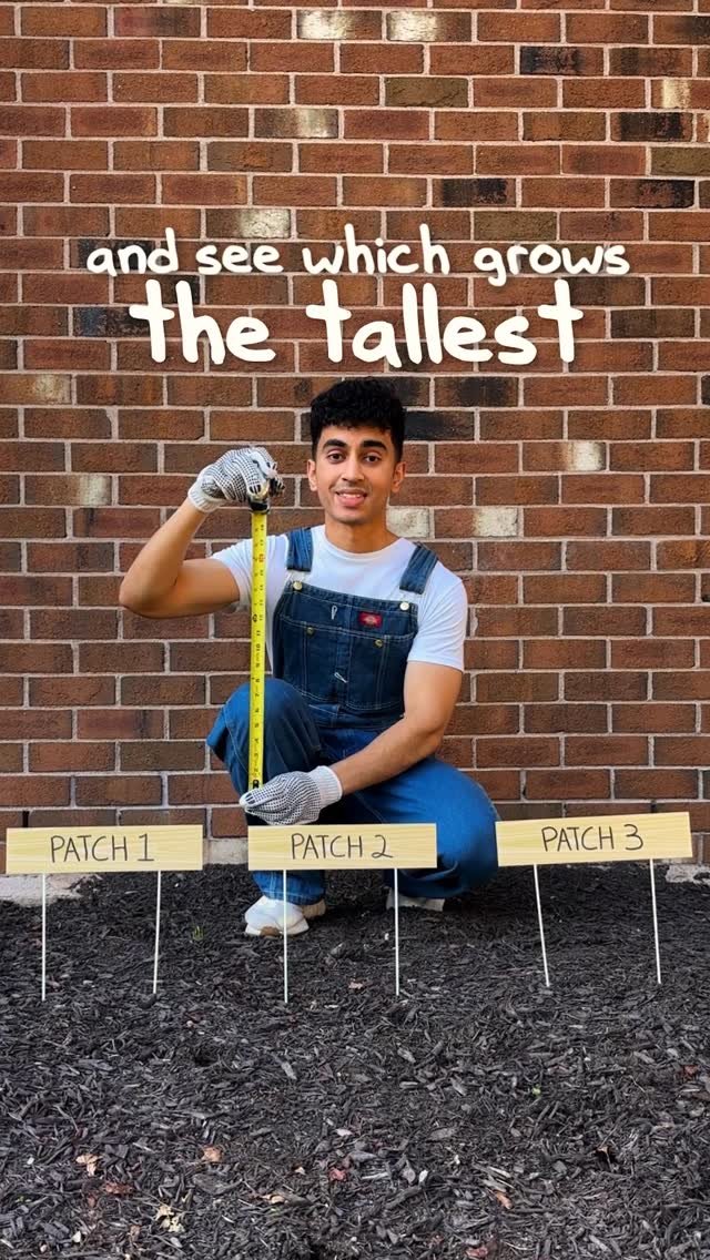 goharsguide 게시물 이미지: which one will grow the tallest? 🌱 (college...