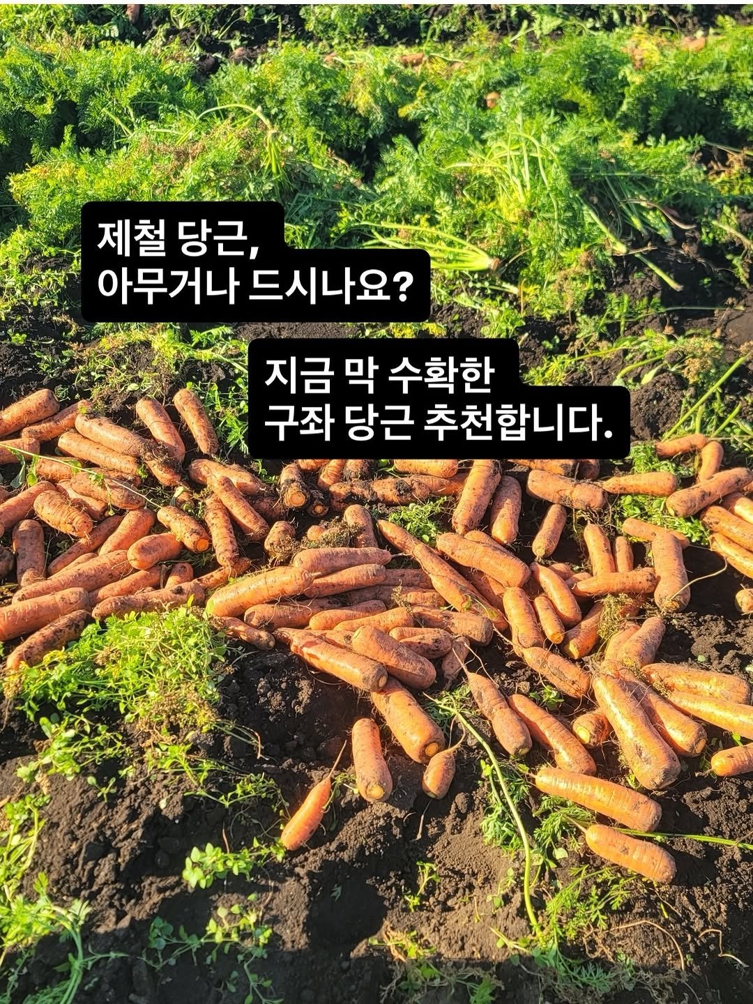 Photo by 골라쿡 ㅣ 혈관·혈당 챙기는 항염 집밥 on February 13, 2026. May be an image of carrot and text that says '제철 제철당근, 당근, 아무거나 아무거나드시나요? 드시나요? 지금 지금막수확한 지금막 막 수확한 구좌 당근 추천합니다.'.