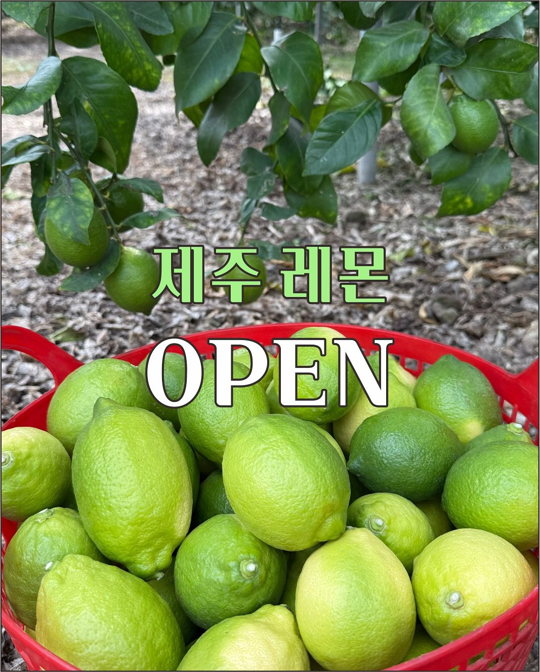 Photo by 골라쿡 on November 11, 2025. May be an image of pomelo and text that says '제주 제주레문 레몬 OPEN'.