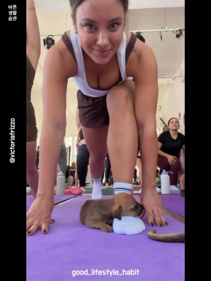 good_lifestyle_habit 게시물 이미지: 진정한 힐링 타임🐶🤍

강아지 요가는 집중하는 게 아니라… 사랑에 휩싸이는 거예요...