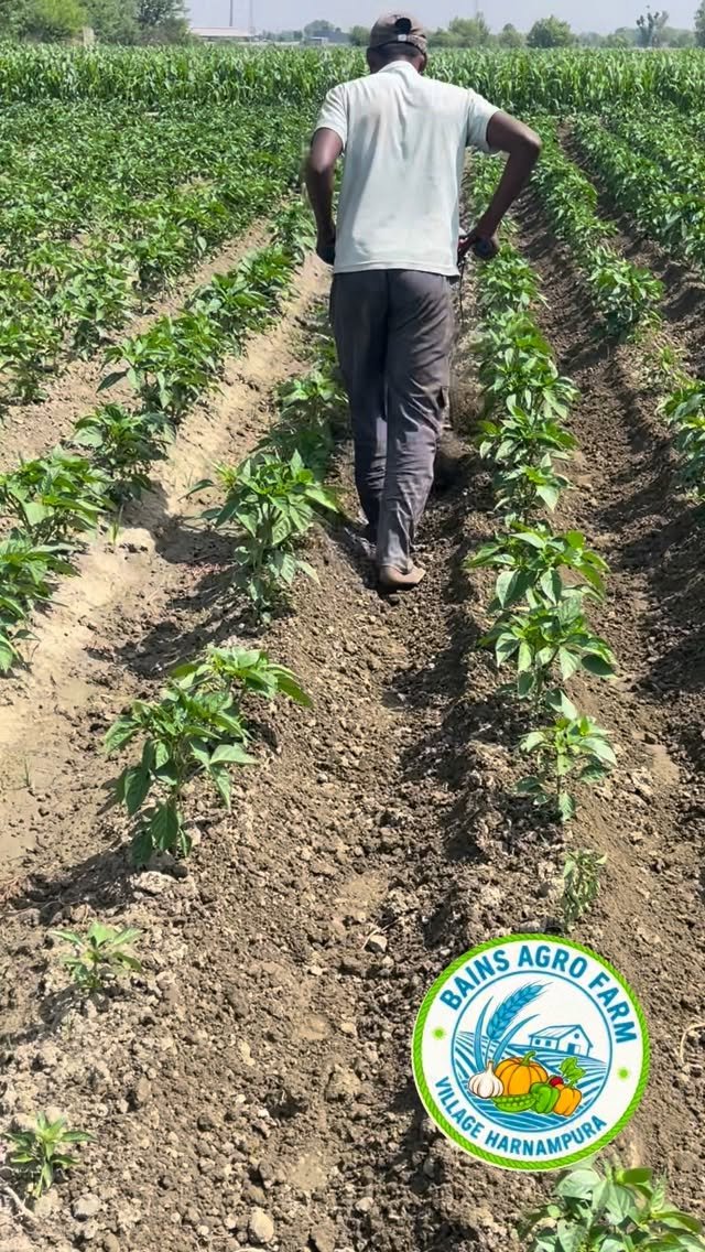 gosal_agro_farm 게시물 이미지: #agriculture #agriculturelife...