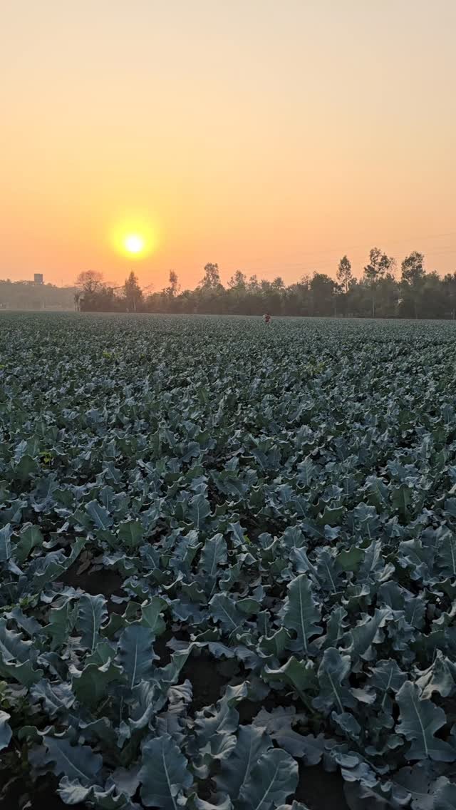 gosal_agro_farm 게시물 이미지: #khetibadi🌱🌾 #broccli🥦 #punjab