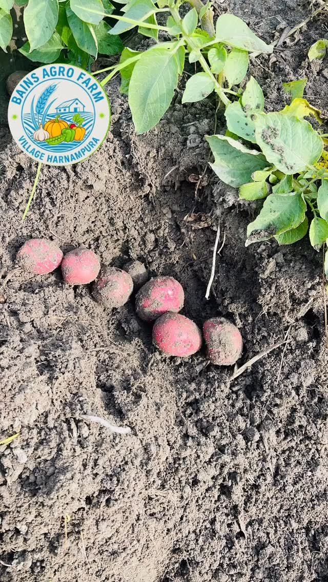 gosal_agro_farm 게시물 이미지: #search #facebook #trending #instadaily