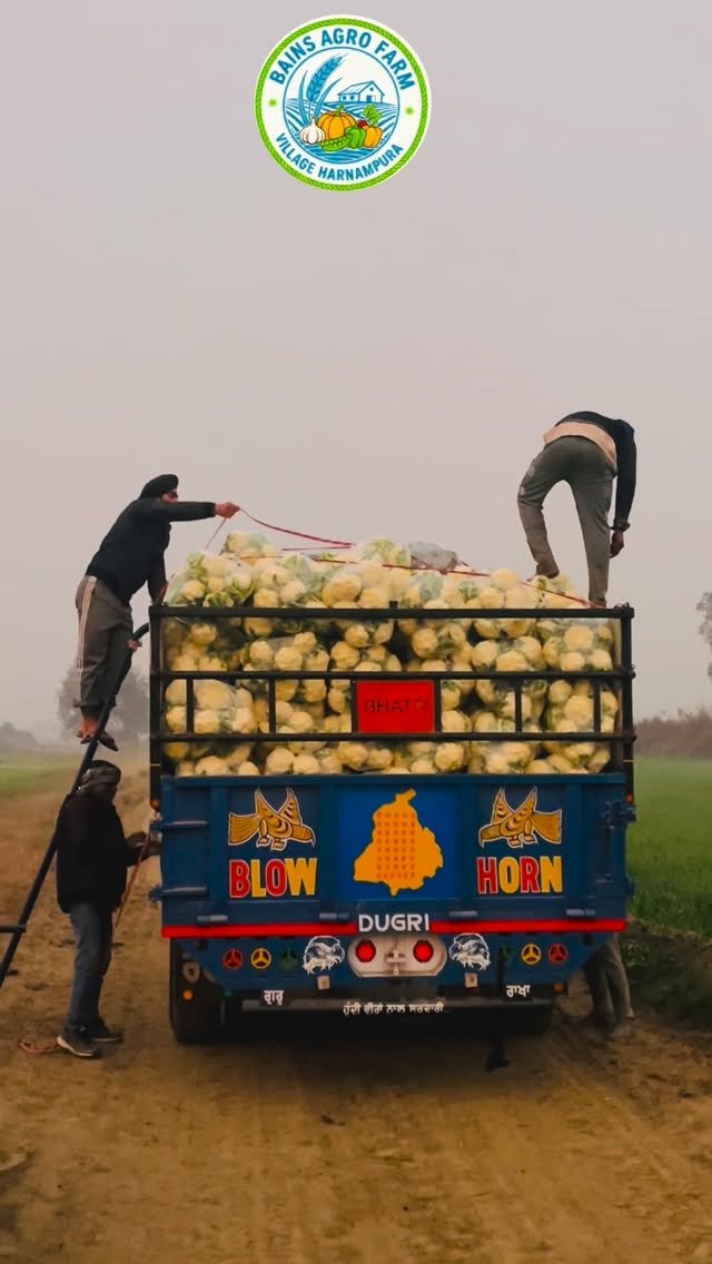 gosal_agro_farm 게시물 이미지: ਮਿਹਨਤ ਮੇਰੀ ਰਹਿਮਤ ਤੇਰੀ ਵਾਹਿਗੁਰੂ #search #kheti...