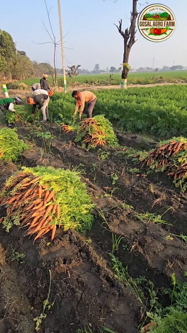 gosal_agro_farm 게시물 이미지: #khetibadi🌱🌾 #carrot🥕 #harvester #punjab