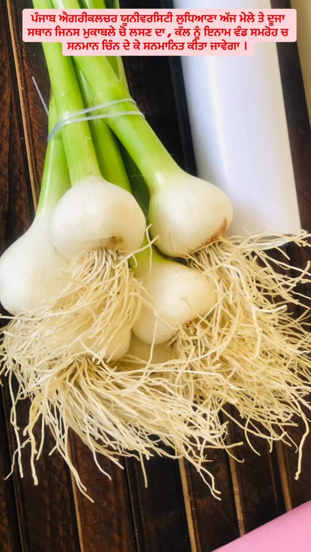 gosal_agro_farm 게시물 이미지: feeling Happy,,, #facebook #search #instagram #oldvirsa