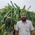 aulakhdragonfruitfarmpunjab 프로필 사진
