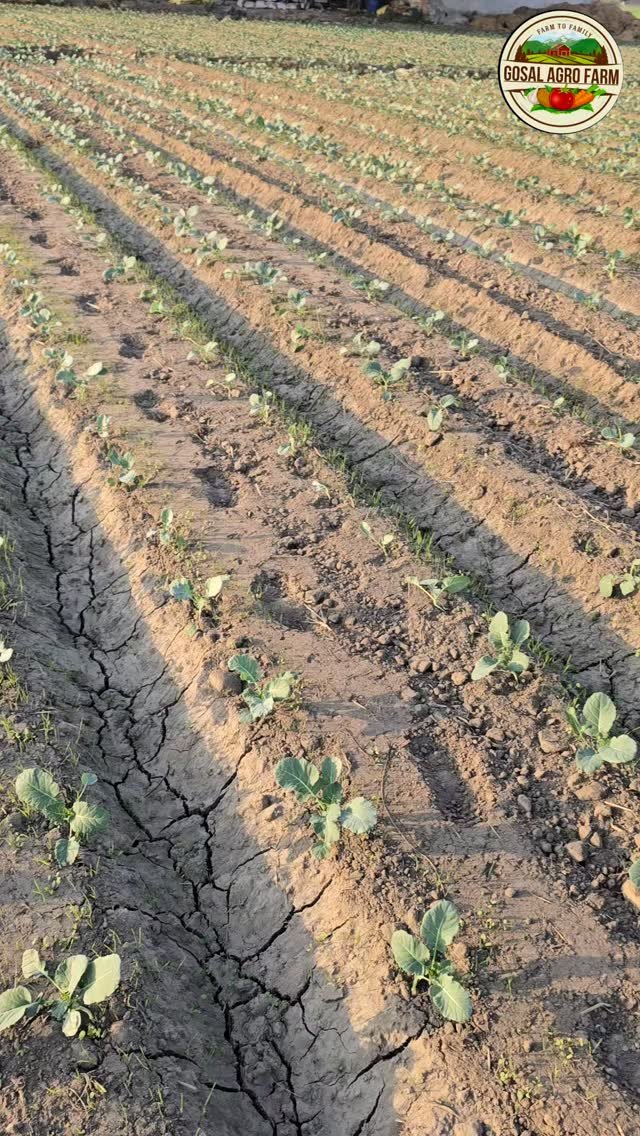 gosal_agro_farm 게시물 이미지: #khetibadi🌱🌾 #🙏