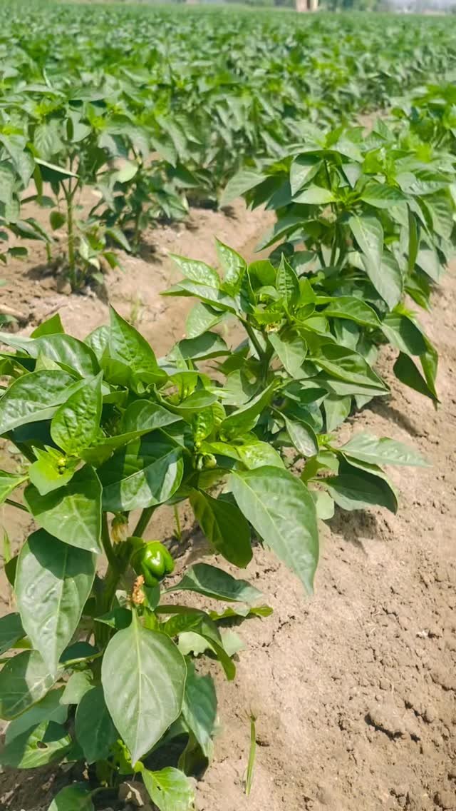 gosal_agro_farm 게시물 이미지: #search #facebook #trending #like #instagram