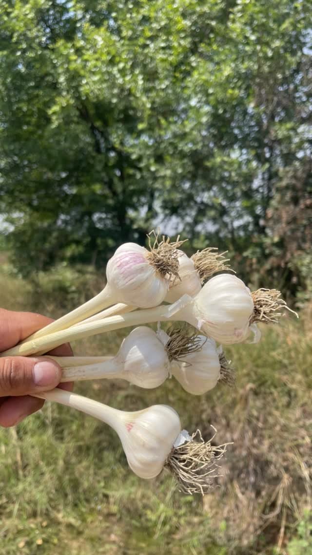 gosal_agro_farm 게시물 이미지: #facebookviral #search #instagram #like #viralreels