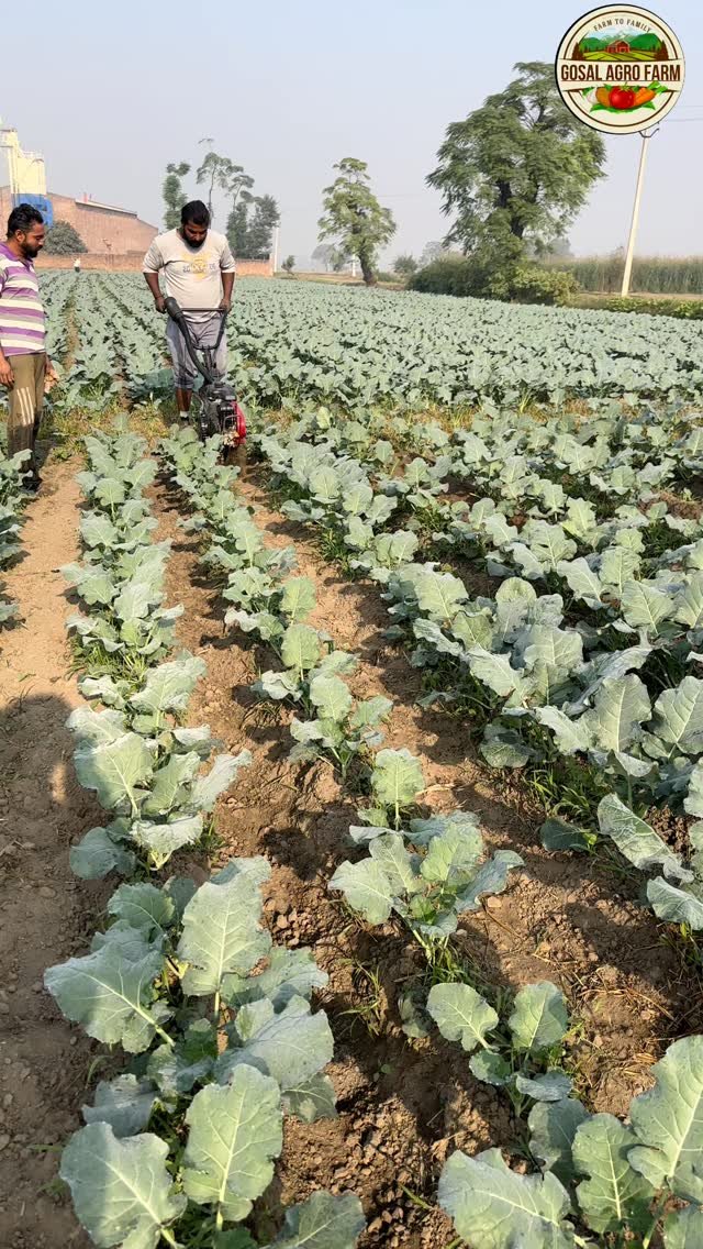 gosal_agro_farm 게시물 이미지: #khetibadi🌱🌾 #Broccli🥦 #punjab