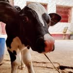 yadav_farm5911 프로필 사진