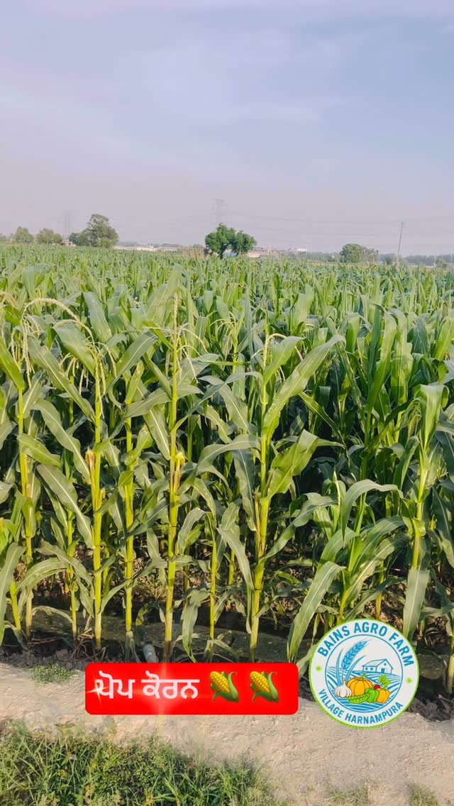 gosal_agro_farm 게시물 이미지: #search #facebook #trending #instadaily #instagram