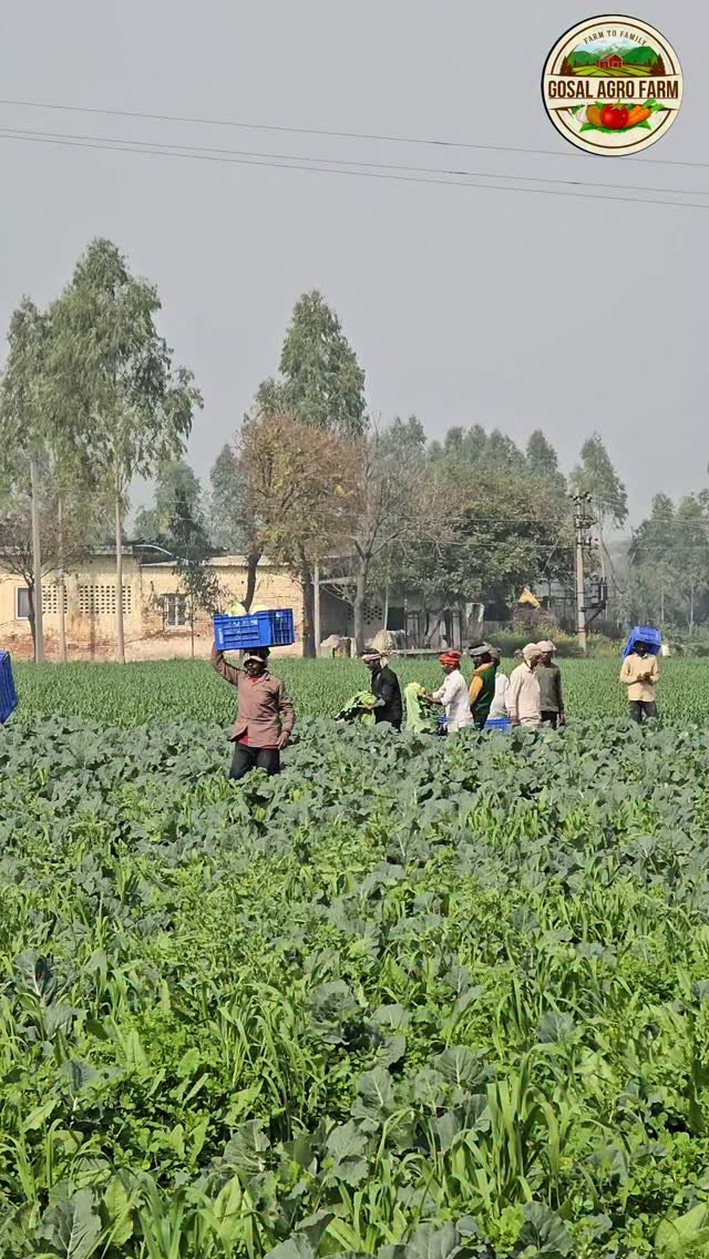 gosal_agro_farm 게시물 이미지: #khetibadi🌱🌾 #cauliflower🥦 #harvester #punjab