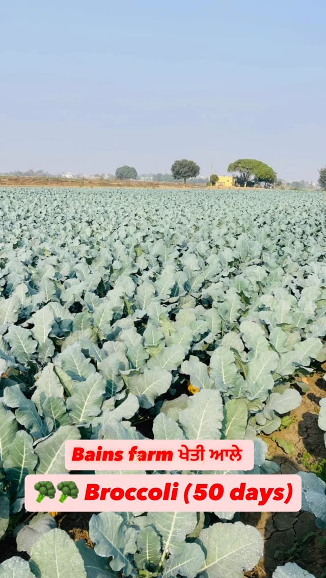 gosal_agro_farm 게시물 이미지: 