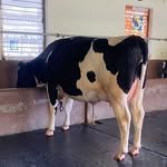 gurukirpa_dairyfarm 프로필 사진