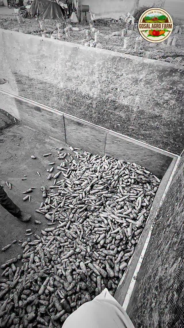 gosal_agro_farm 게시물 이미지: #khetibadi🌱🌾 #carrot🥕 #harvester #punjab