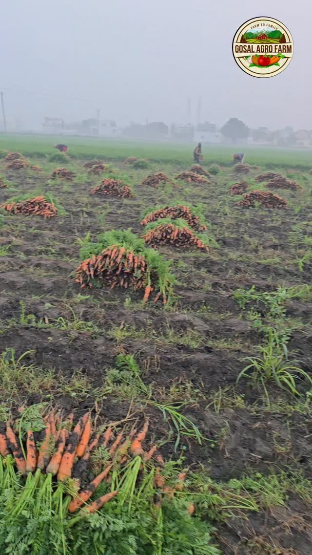 gosal_agro_farm 게시물 이미지: #khetibadi🌱🌾 #carrot🥕 #punjab