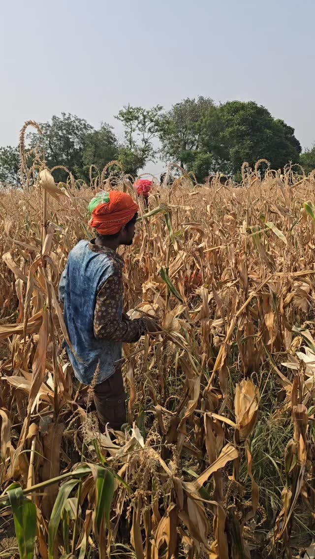 gosal_agro_farm 게시물 이미지: #popcorn #khetibadi🌱🌾 #punjab