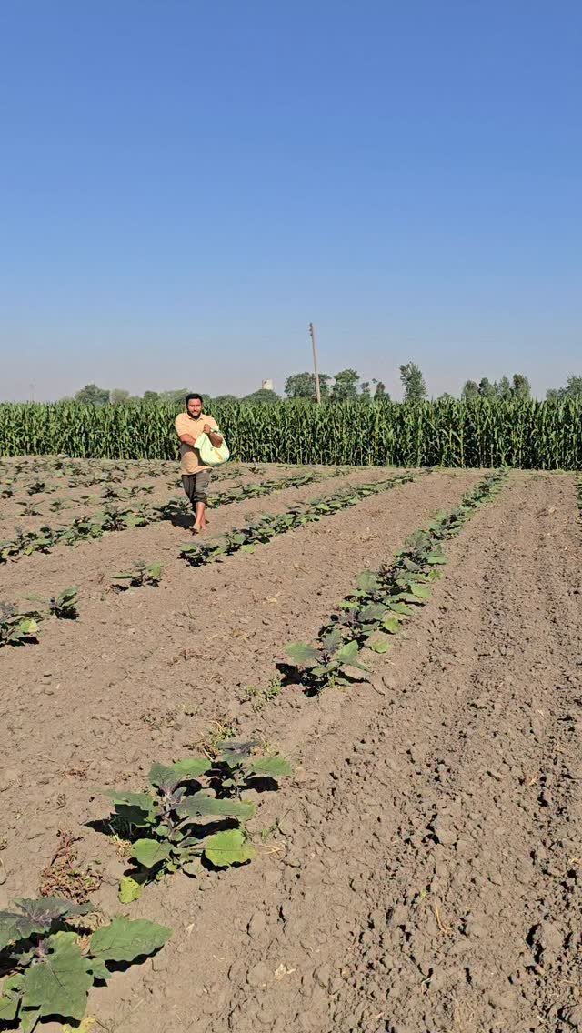 gosal_agro_farm 게시물 이미지: 