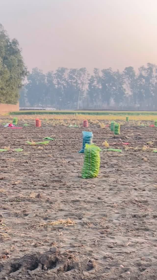 gosal_agro_farm 게시물 이미지: #khetibadi_mehkma🌾 #potato #trending #like #viralreels