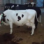 chopradairy 프로필 사진