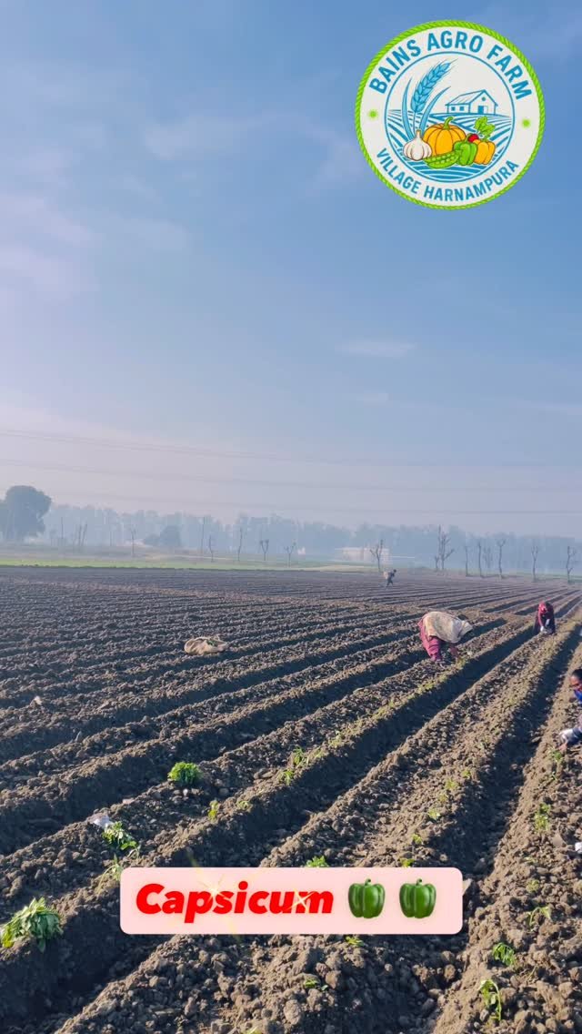 gosal_agro_farm 게시물 이미지: #trend #trendingreelsvideo #viral #khetibadi🌱🌾...