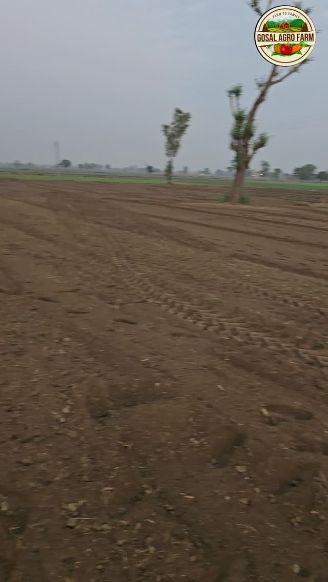 gosal_agro_farm 게시물 이미지: #khetibadi🌱🌾