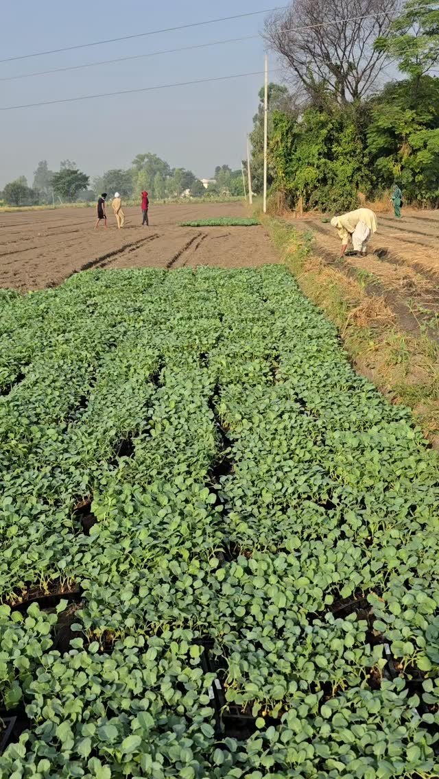 gosal_agro_farm 게시물 이미지: #khetibadi🌱🌾 #broccli🥦 #plantnig