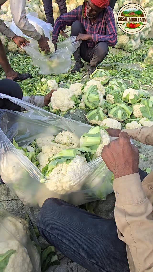gosal_agro_farm 게시물 이미지: #khetibadi🌱🌾 #cauliflower #harvester #punjab