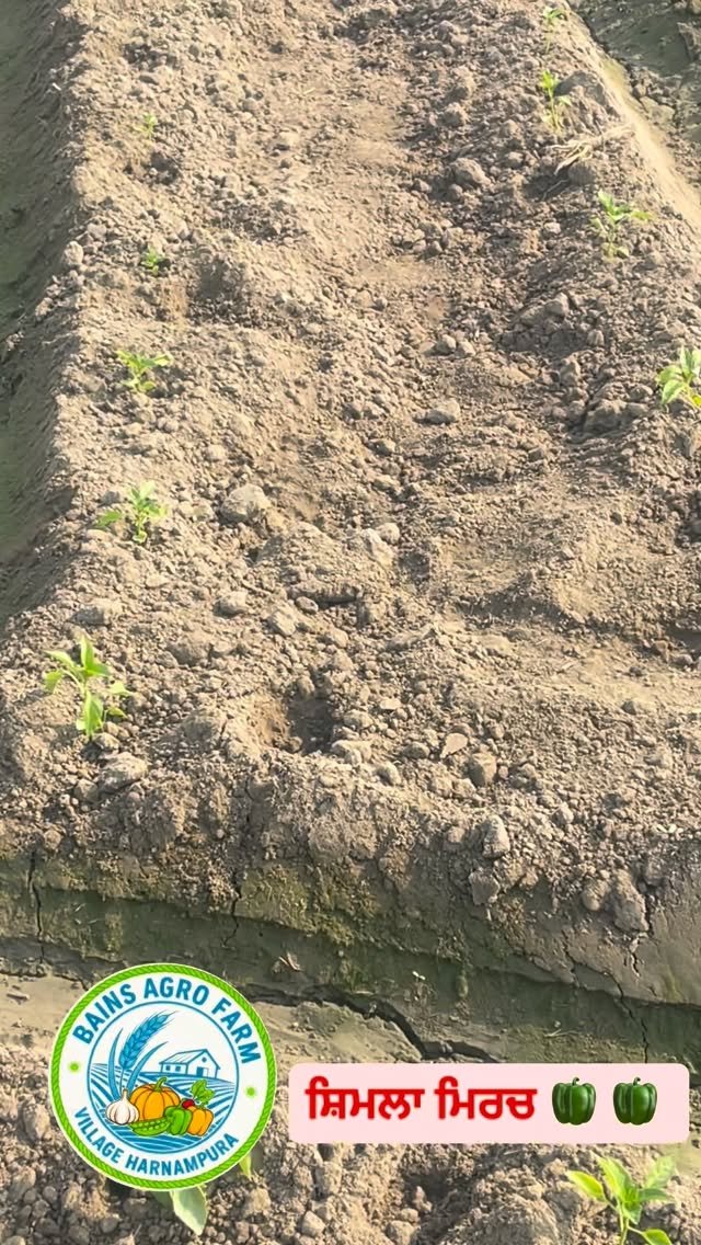 gosal_agro_farm 게시물 이미지: #search #trending #instadaily #instagram #vegitables