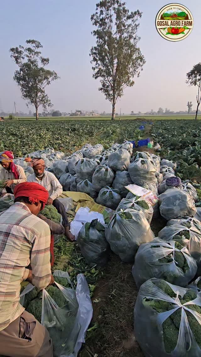 gosal_agro_farm 게시물 이미지: #khetibadi🌱🌾 #Broccli🥦