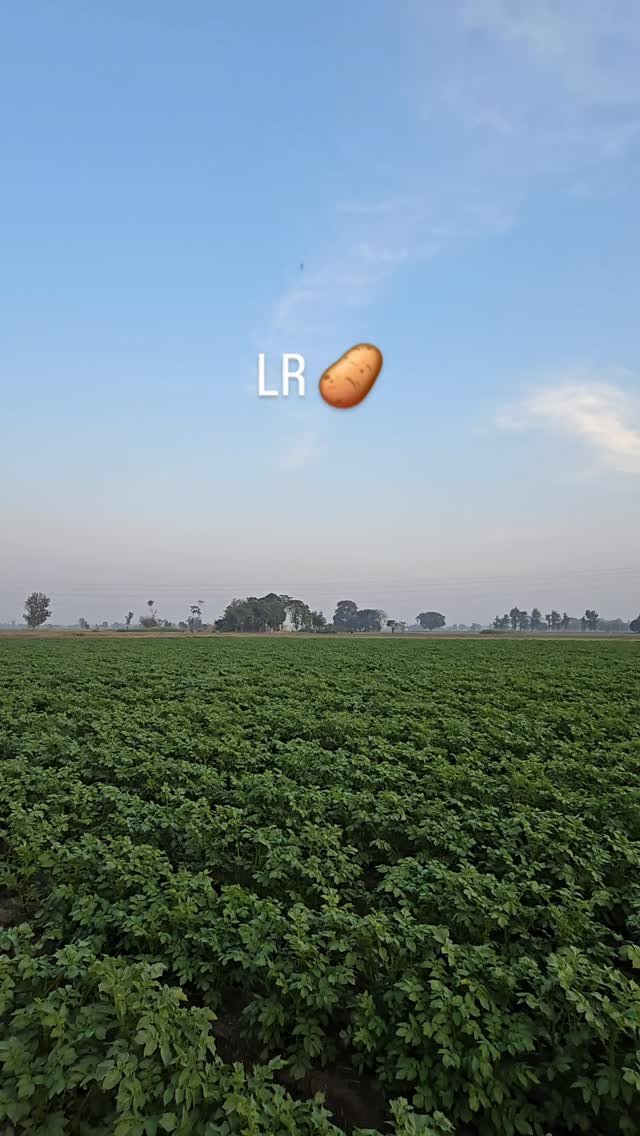 gosal_agro_farm 게시물 이미지: #khetibadi🌱🌾 #potato🥔 #punjab