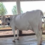 shri_krishna_dairy_farm_ 프로필 사진