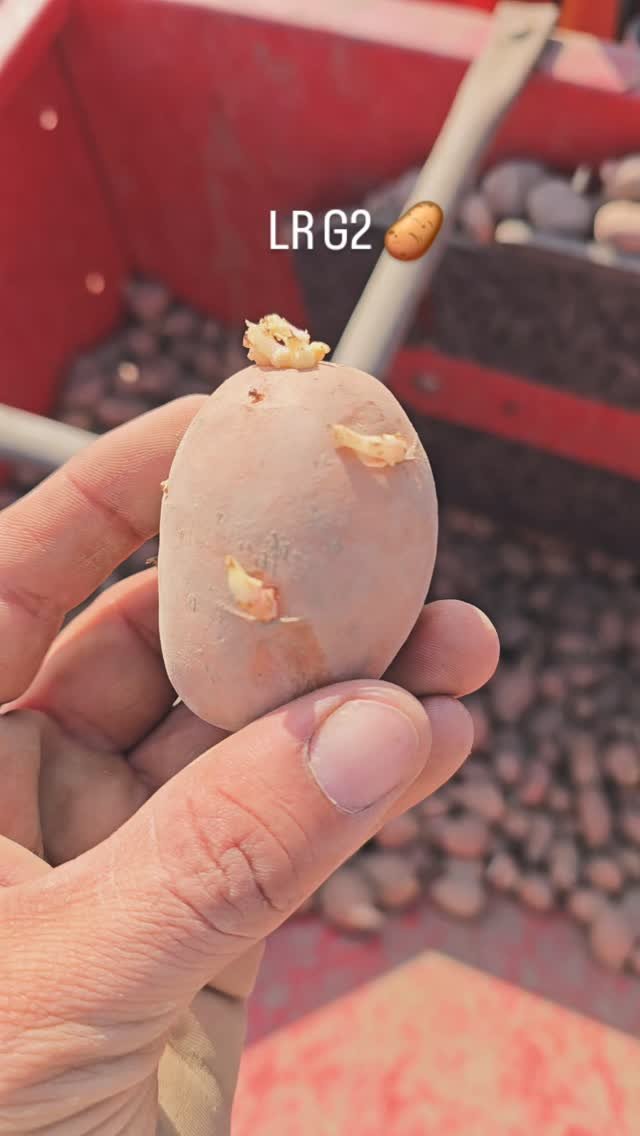 gosal_agro_farm 게시물 이미지: #khetibadi🌱🌾 #potato🥔 #LR g2