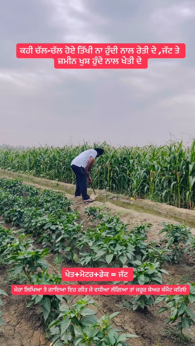 gosal_agro_farm 게시물 이미지: #instagram #instadaily #facebook #search #trendingreels