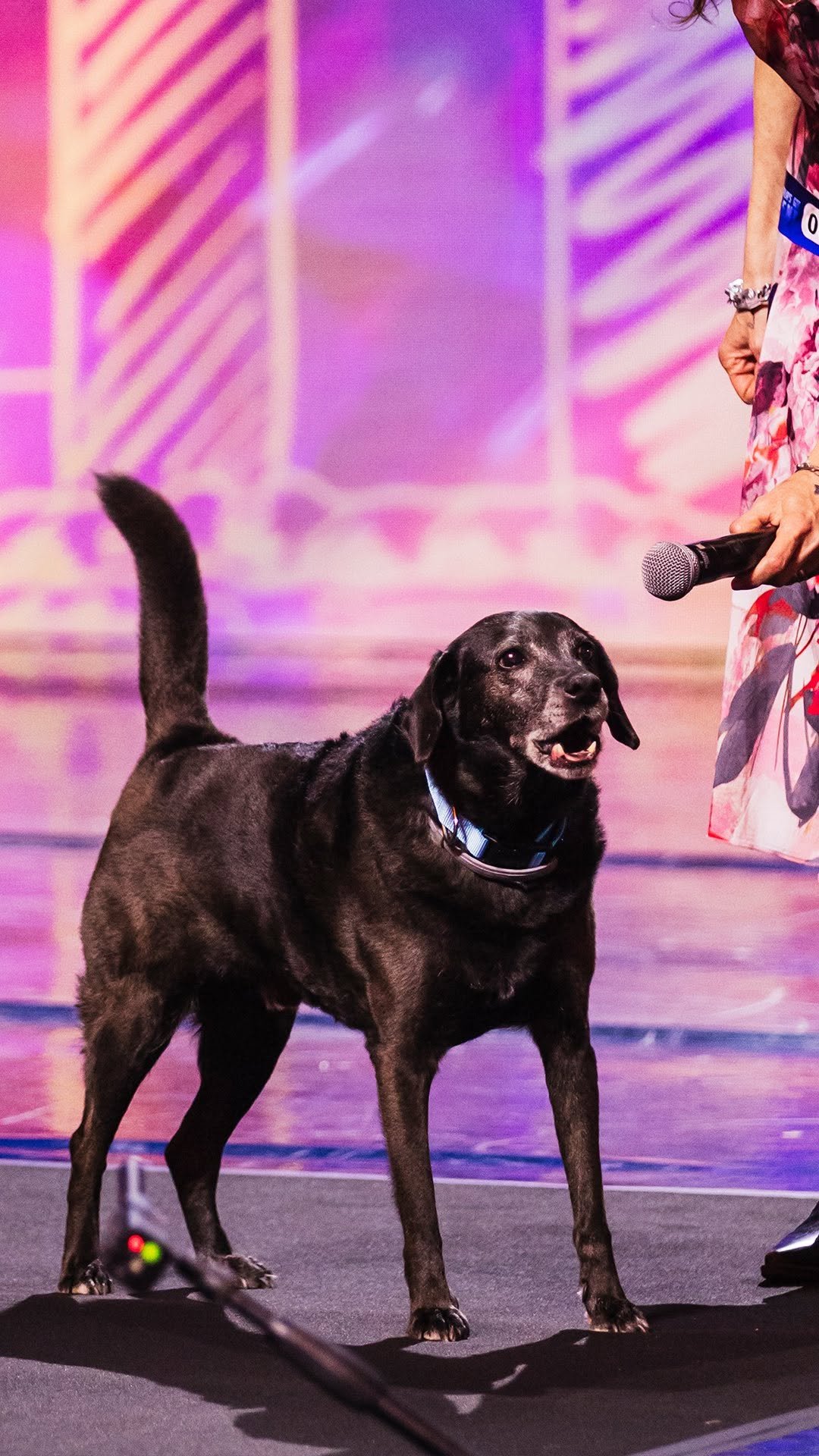 gottalentglobal 게시물 이미지: 🇬🇧 Calimero – Italy’s Got Talent Auditions...