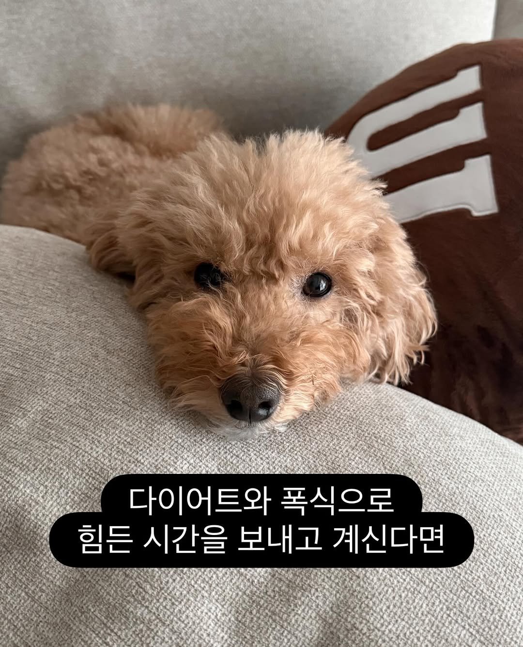 gowoon_slowlog 게시물 이미지: 이 피드를 보는 모두 행복하길💛

폭식하고 힘들어하시는 분들의 디엠을 정말 많이...