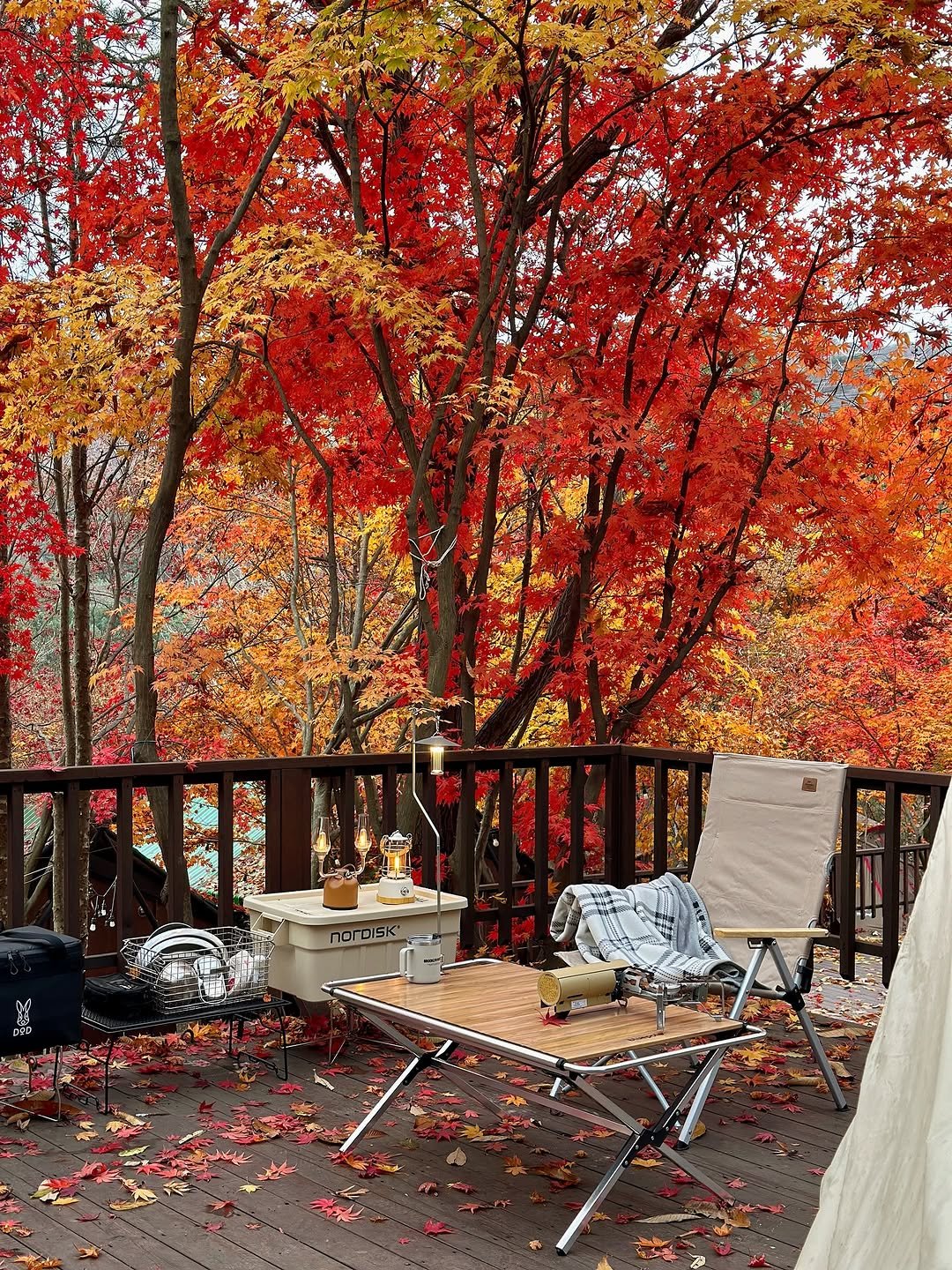 Photo by 루나의 캠핑&살림 on October 29, 2025. May be an image of deck chair, maple leaves, tree and text.