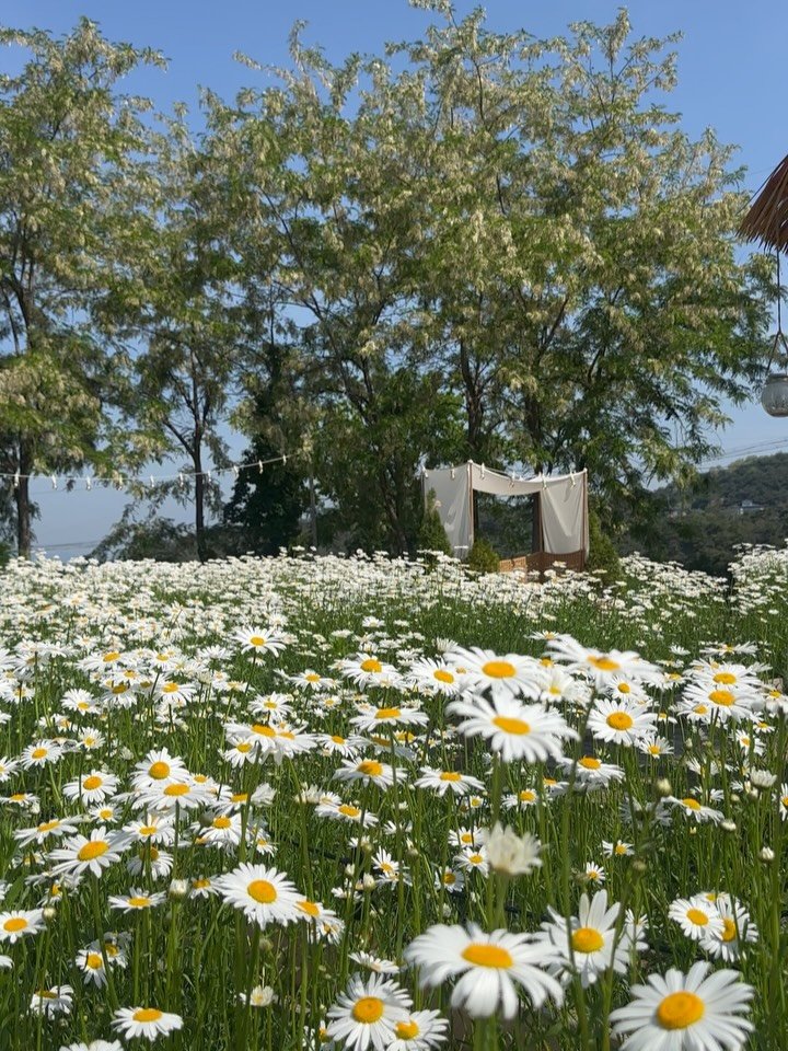 graphygarden 게시물 이미지: 샤스타데이지가 만개했습니다 🌼
아침부터 오픈런으로 찾아와주시는 분들이 많네요...